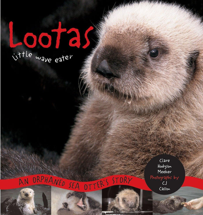 Lootas Little Wave Eater: An Orphaned Sea Otter's Story by Clare Hodgson Meeker - Paperback cover