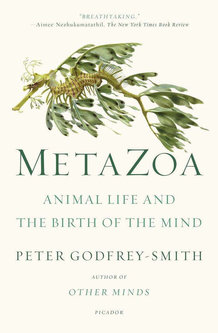 Metazoa: Animal Life and the Birth of the Mind by Peter Godfrey-Smith - Paperback cover