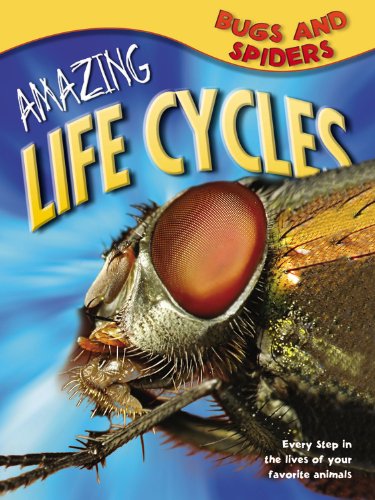 Bugs & Spiders (Amazing Life Cycles) by George C McGavin - Paperback cover