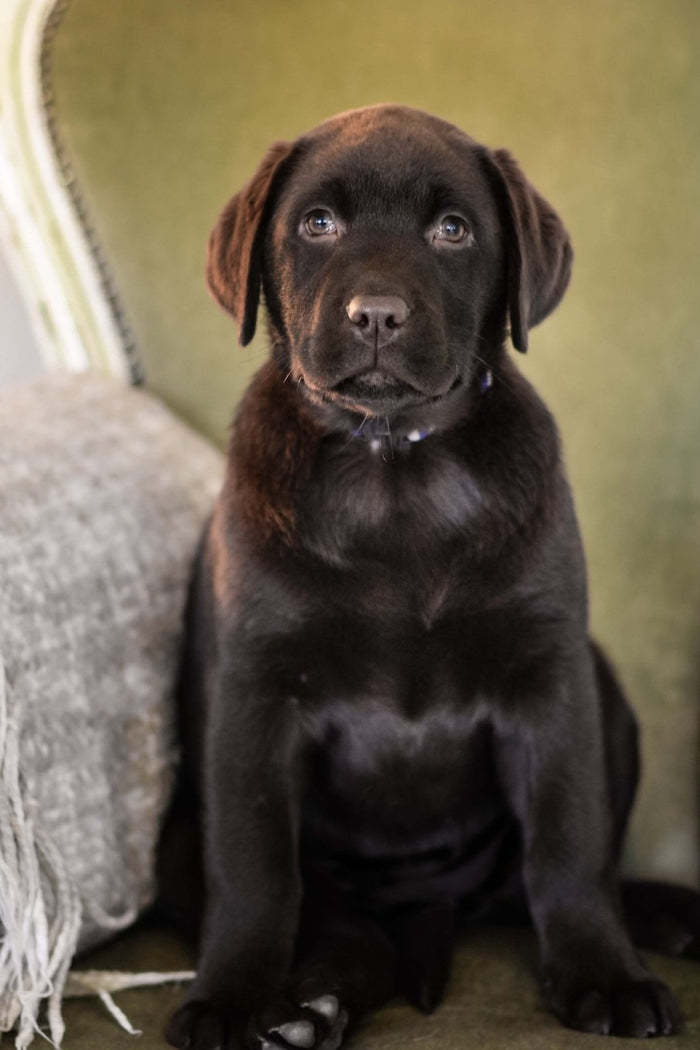The Labrador Retriever Puppy Dog Journal: 150 page lined notebook/diary by Dog Breeds - Paperback cover