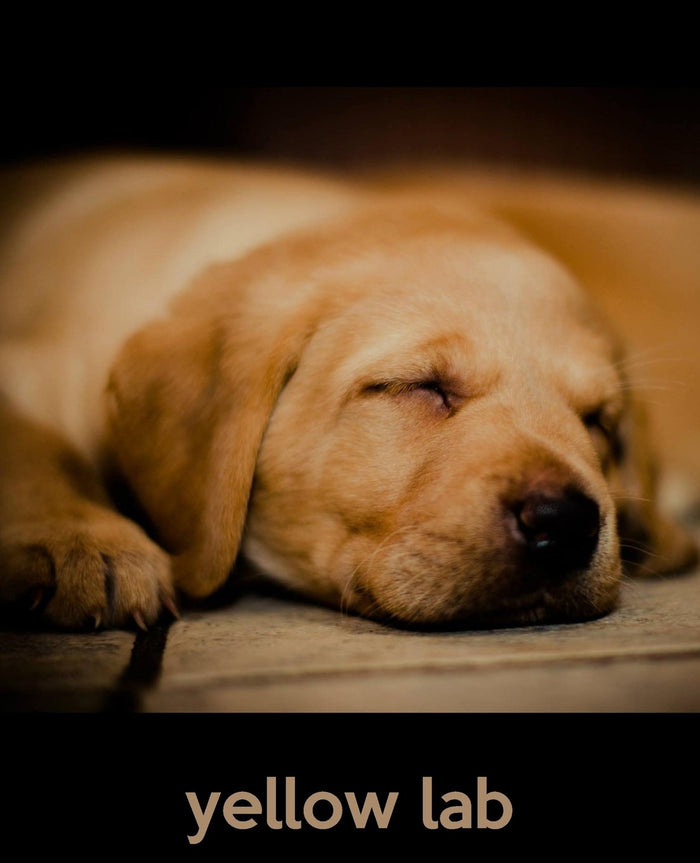 Yellow Lab: A Gift Journal for People who Love Dogs: Yellow Lab Puppy Edition (So Cute Puppies) by TodaysPetPublishing - Paperback cover