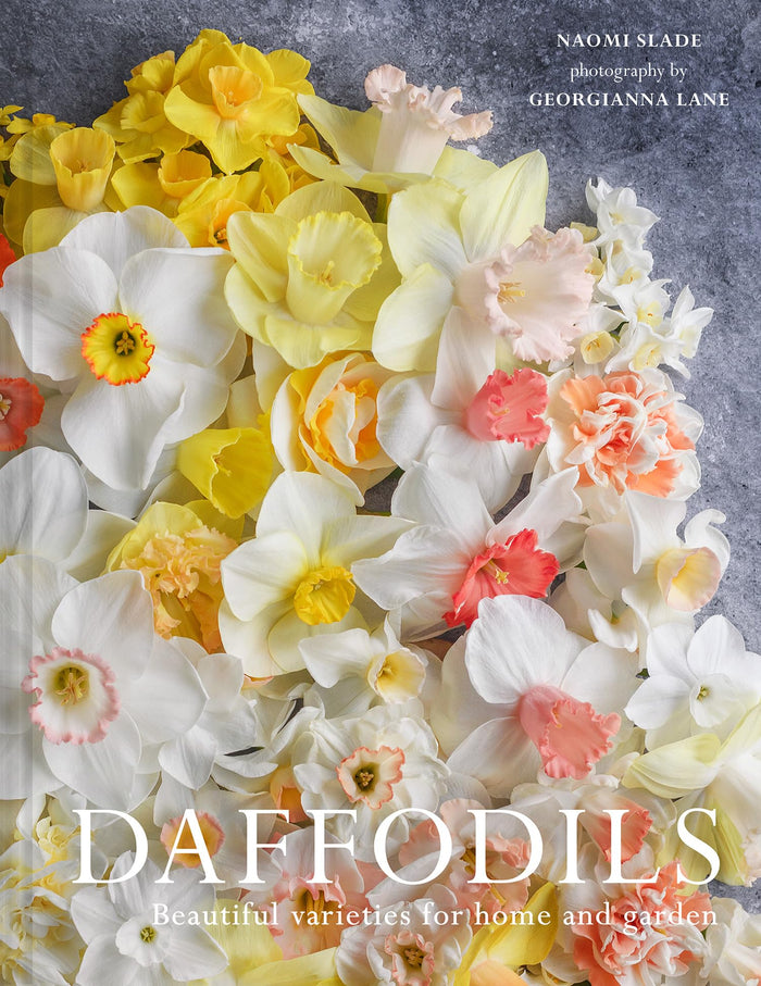 Pavilion Daffodils Beautiful Varieties for Home and Garden. by Georgianna Lane - Hardcover cover